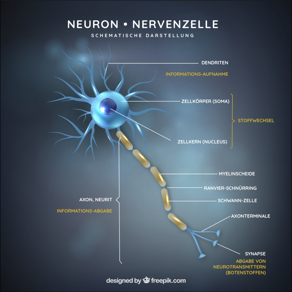 Neuron-Teile © freepix.com/psycho.wien